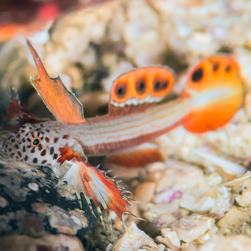Discordipinna griessingeri