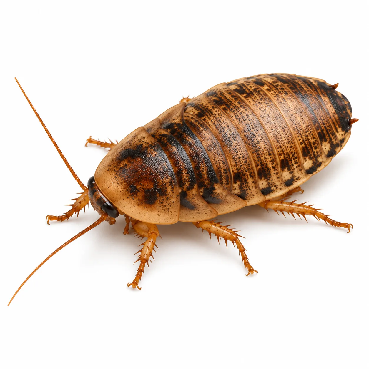 Karaczan argentyński (Blaptica dubia)