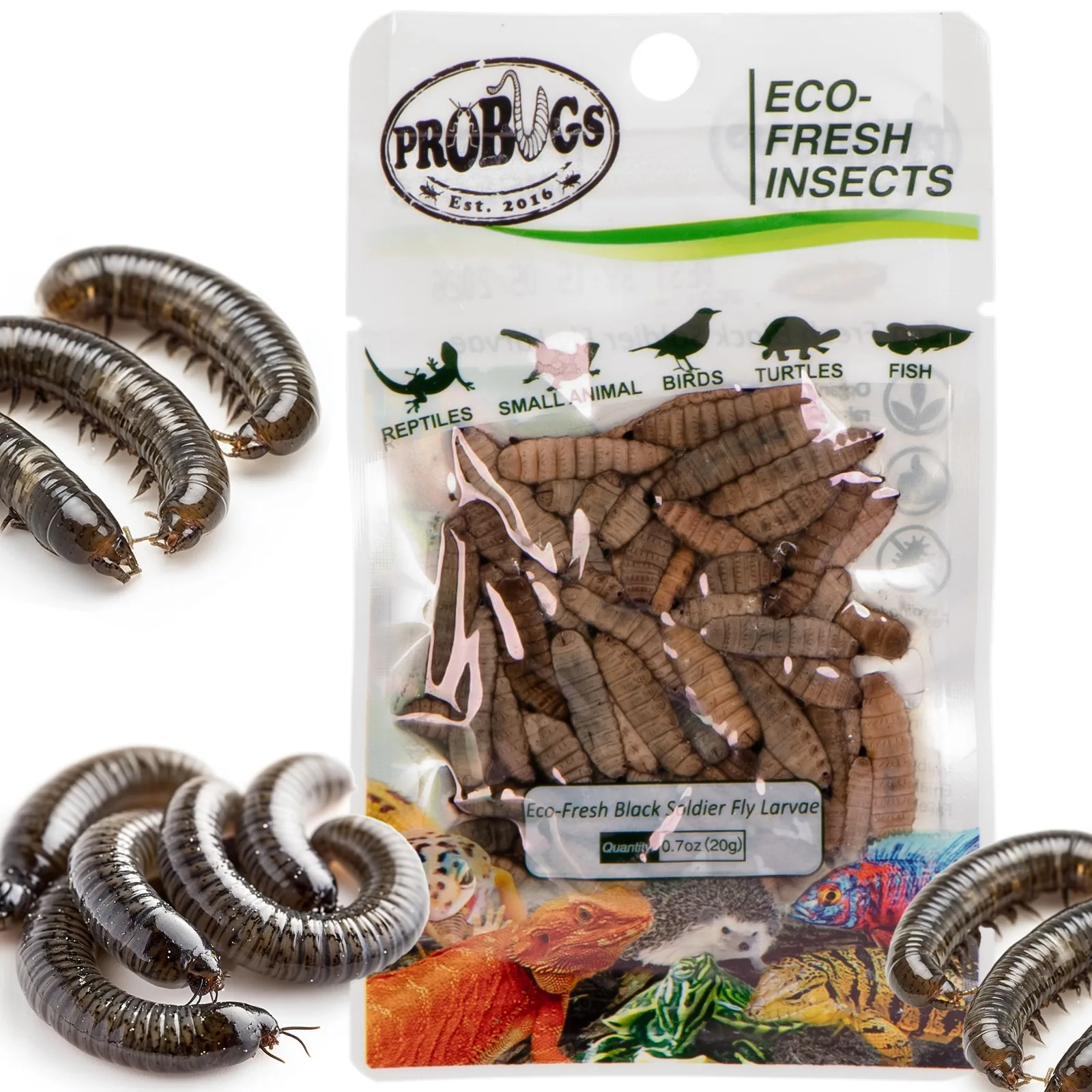Eco-Fresh Black Solider Fly Larvae 20g - świeże larwy muchy czarnej