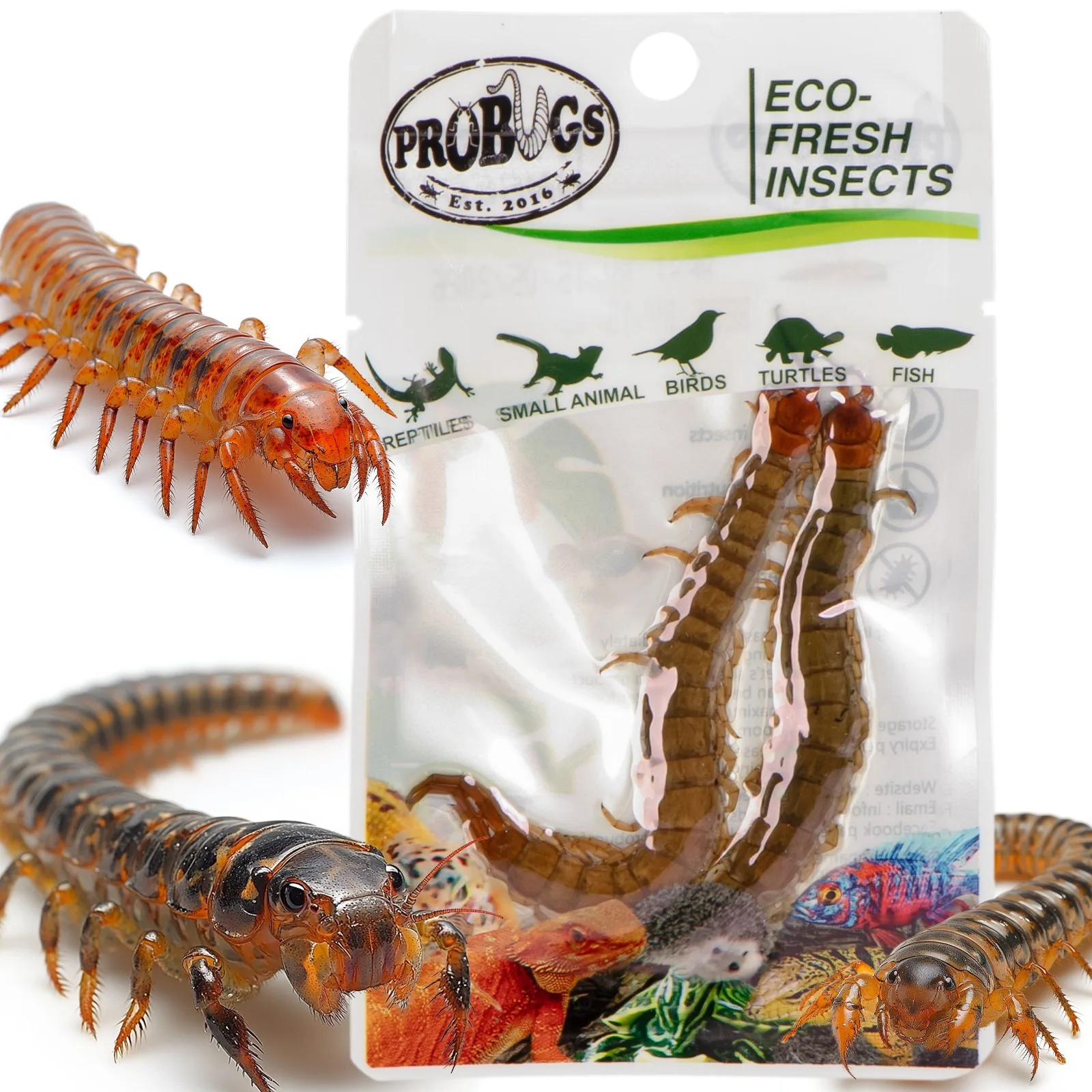 Eco-Fresh Scolopendra Centipede 2pcs - świeże skolopendry