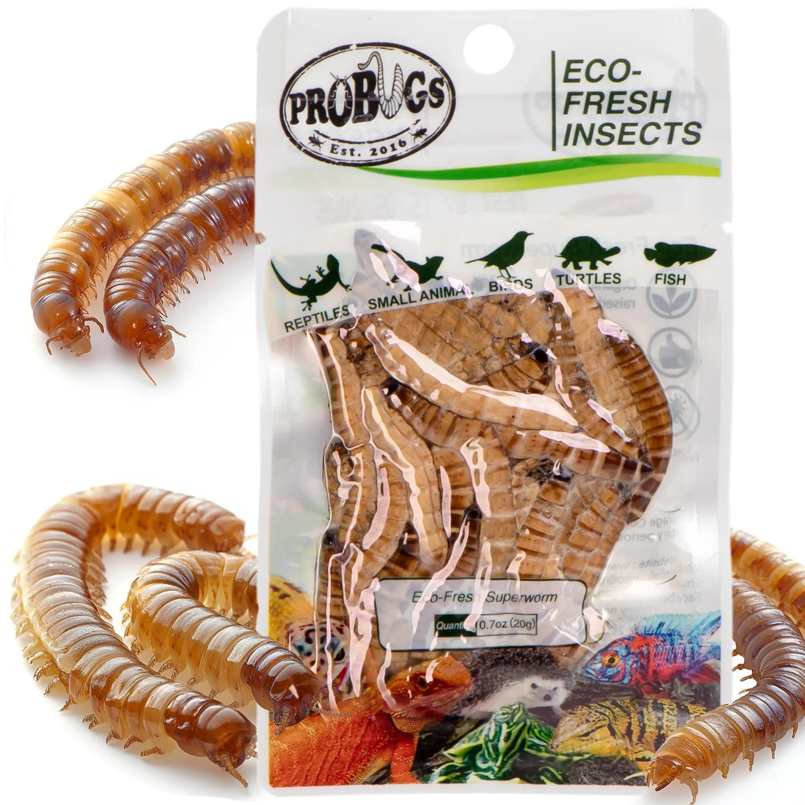 Eco-Fresh Superworm 20g - świeże larwy drewnojada