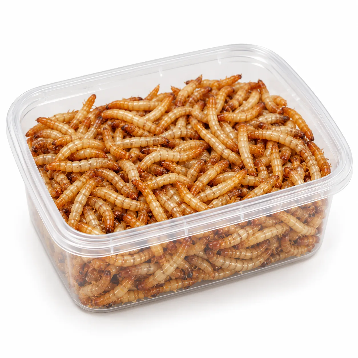 Larwy mącznika młynarka 100 ml – 3–5 cm