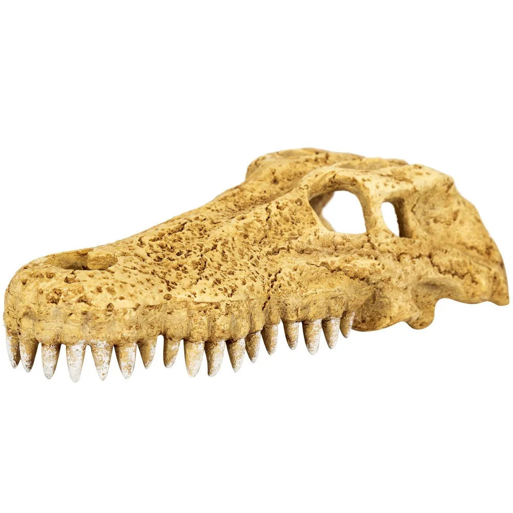 Crocodile Skull M - czaszka krokodyla