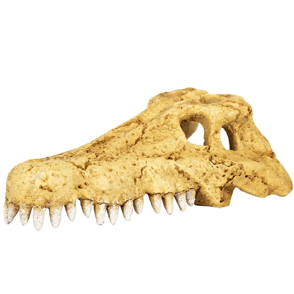 Crocodile Skull S - czaszka krokodyla