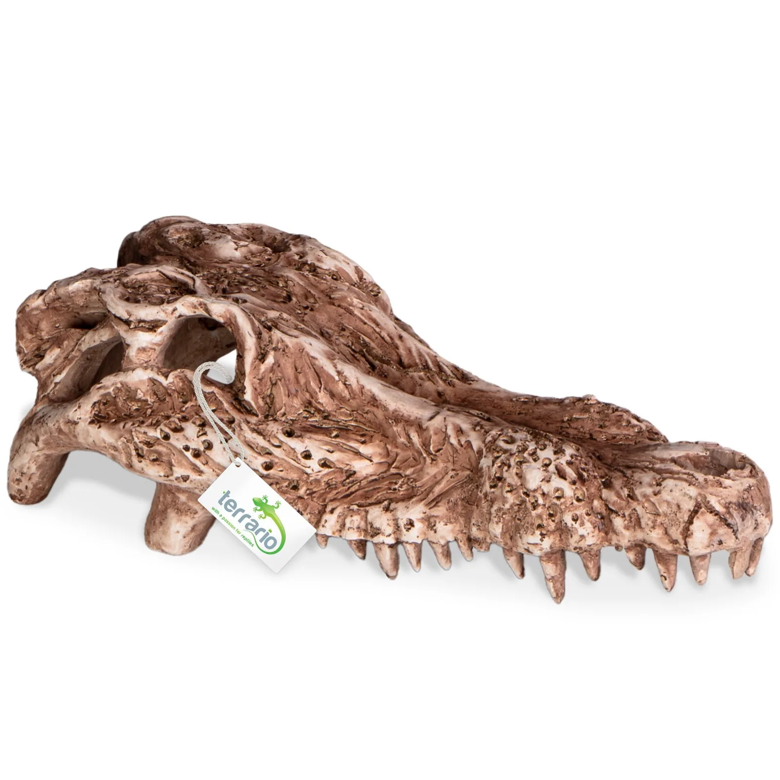 Crocodile Skull - czaszka krokodyla do terrarium 30x14x9 cm