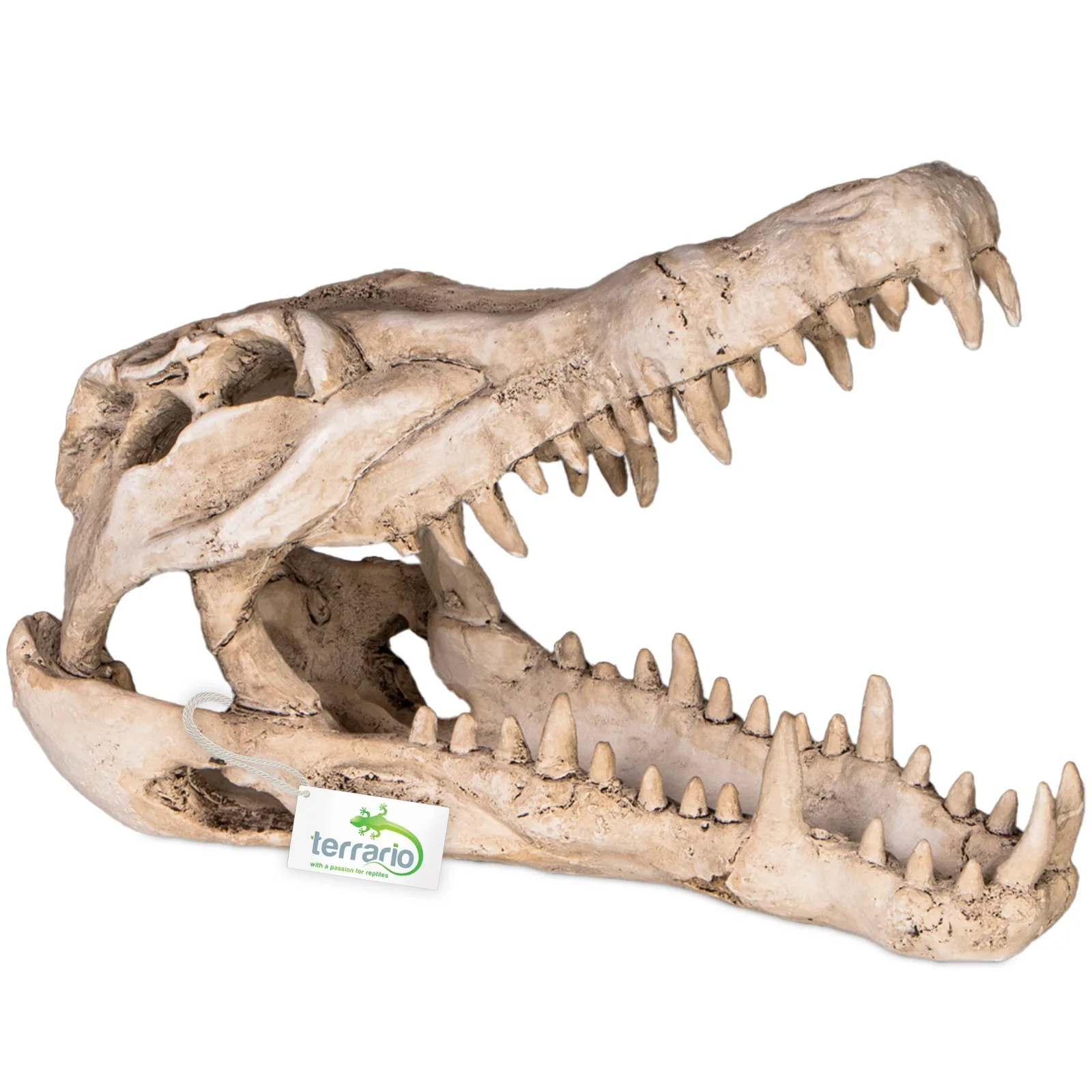 Crocodile Skull XL - czaszka krokodyla do terrarium 23x11x16 cm