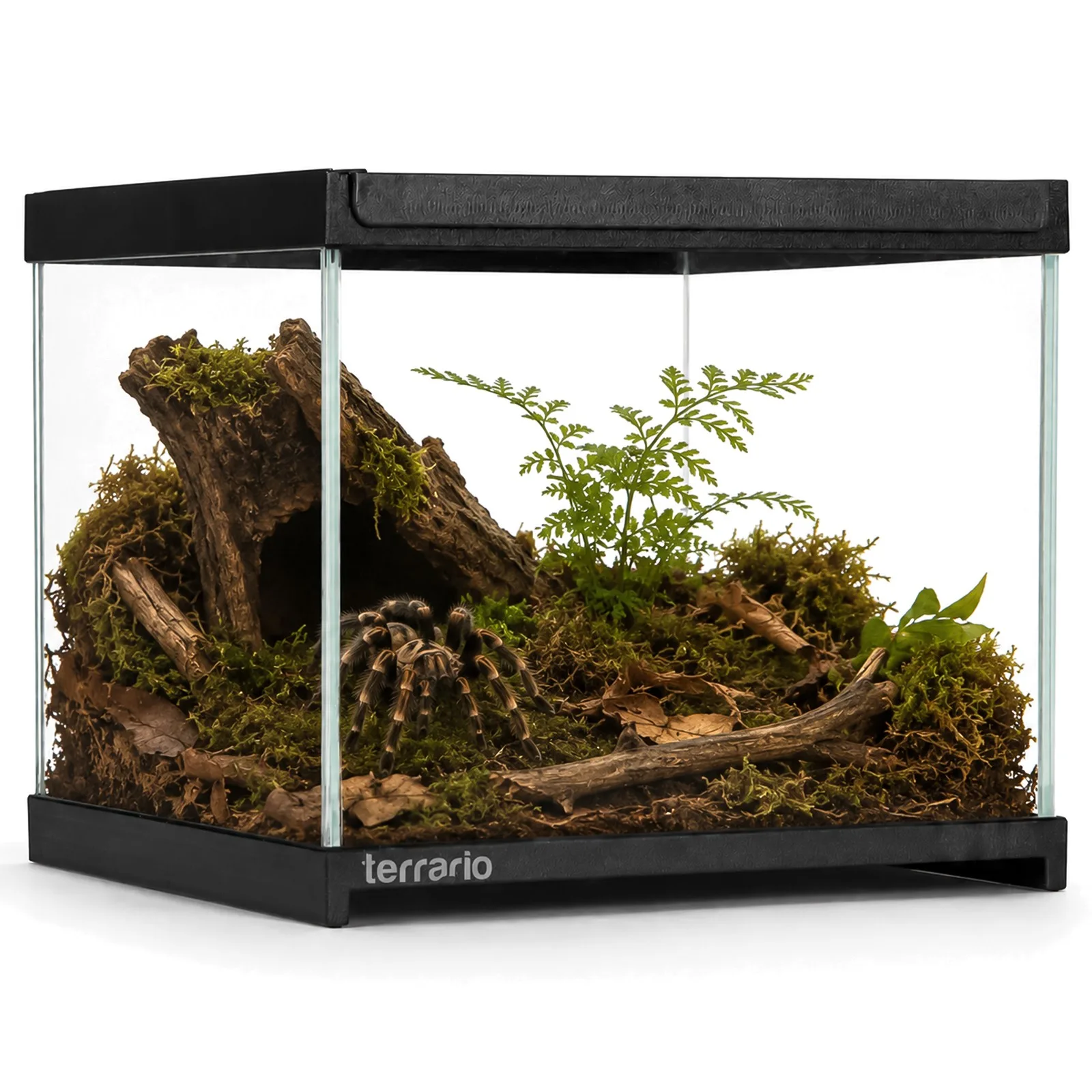 Terrario Frevo Clear Terrarium 20x20x17cm - terrarium szklane