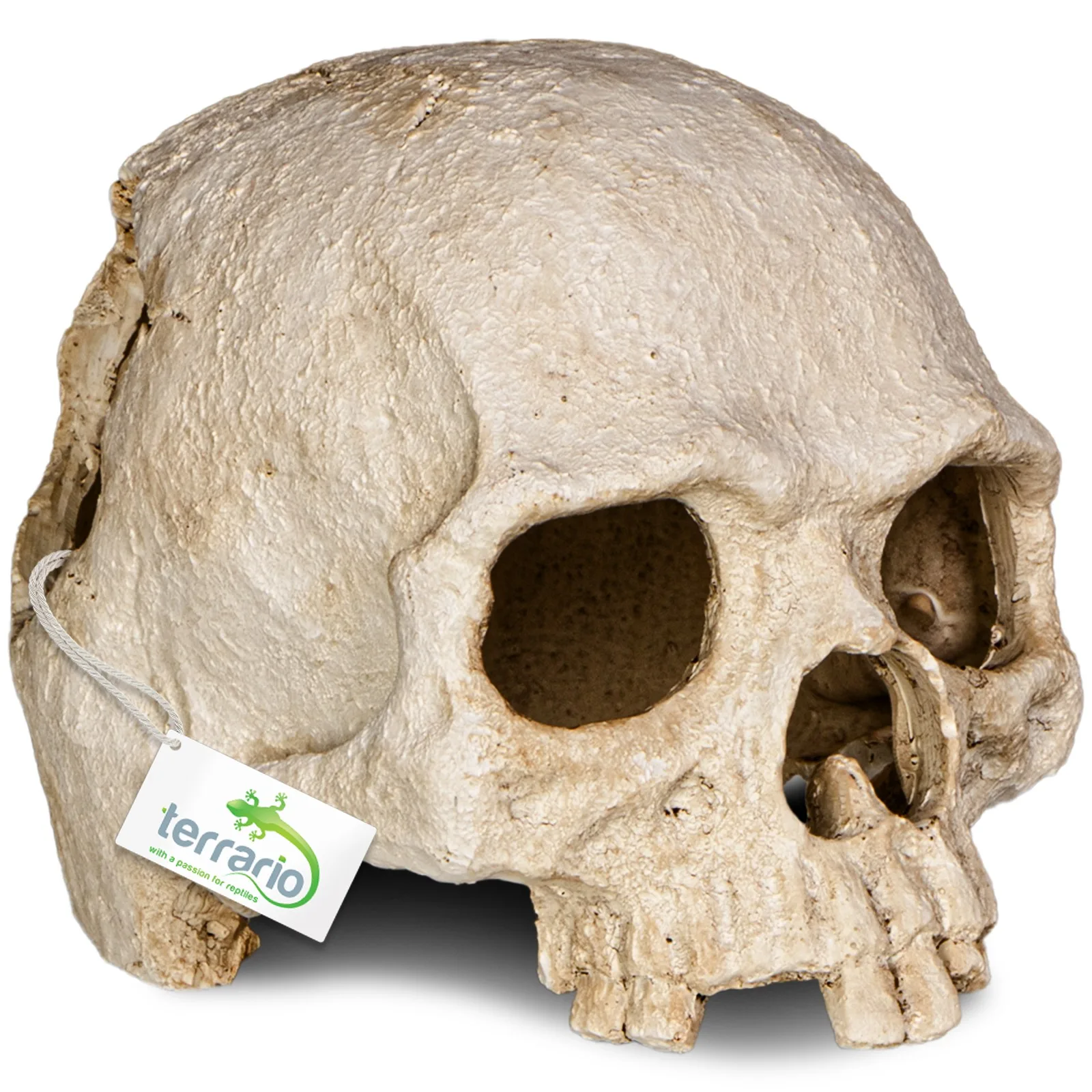 Terrario Human Skull - czaszka ludzka do terrarium 14x11x11 cm
