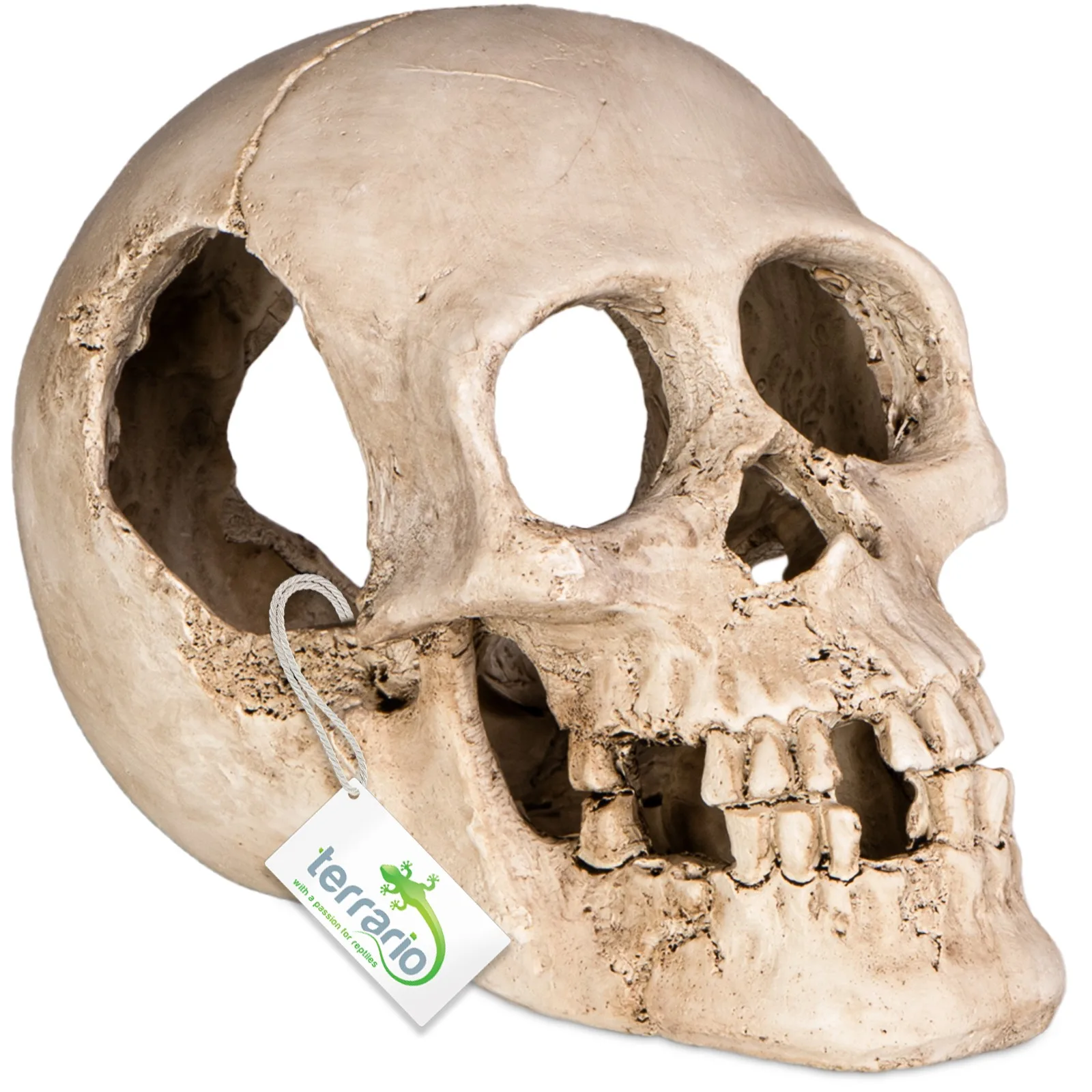 Terrario Human Skull XL - czaszka ludzka do terrarium 15x10x9 cm
