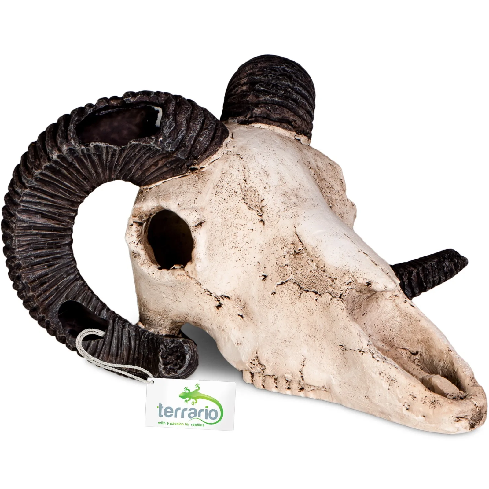 Ram Skull - czaszka barana do terrarium 19x16x11 cm