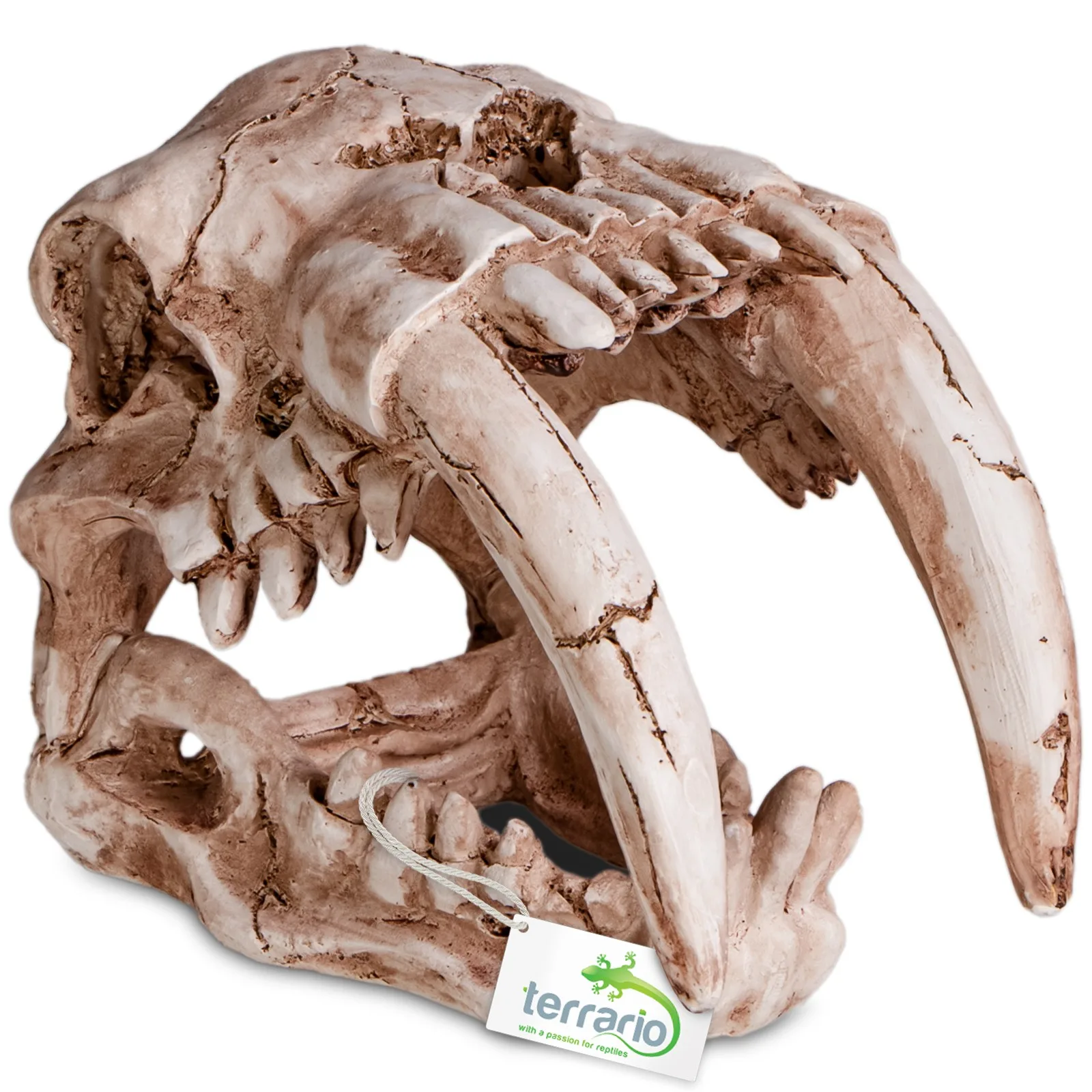 Terrario Sabertooth Skull  - czaszka tygrysa do terrarium 13x8,5x11 cm